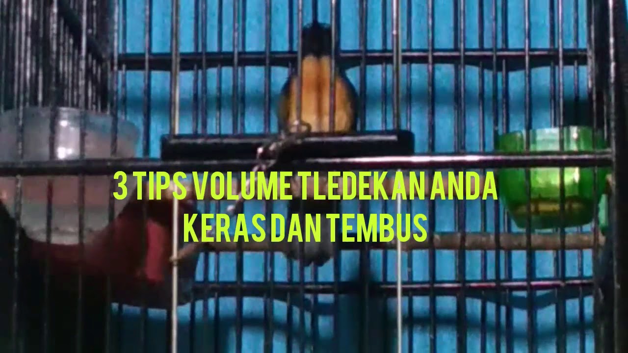 Tips agar suara tledekan volumenya keras dan tembus