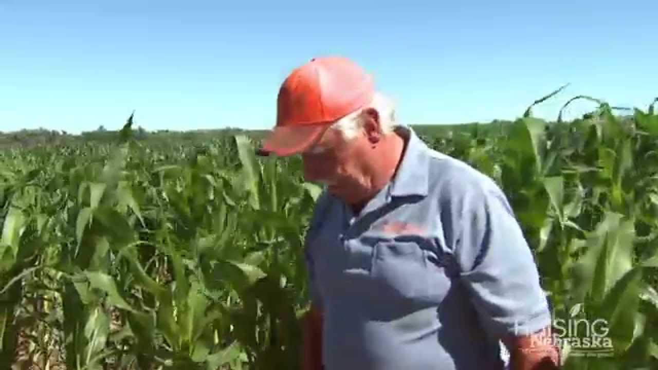 Why do farmers leave stalks in their fields? - YouTube