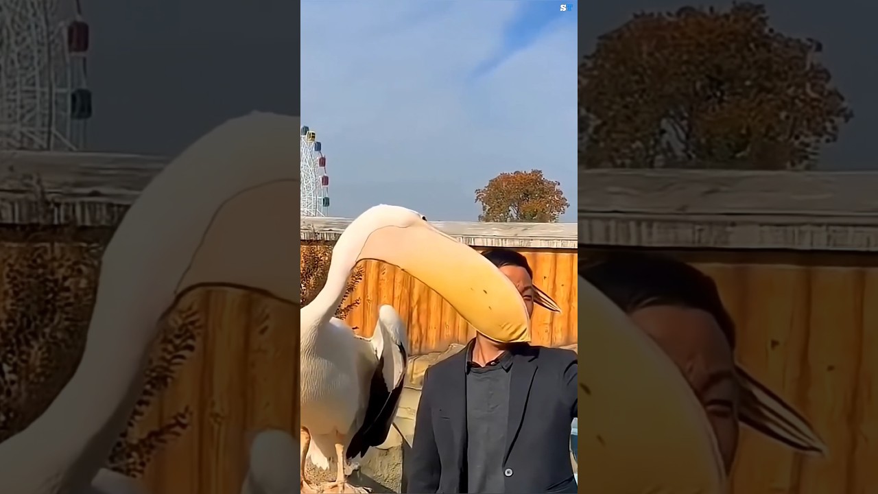 Why Pelicans Sometimes Eat the Wrong Things? #facts #ytshorts #trending