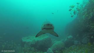 GREY NURSE SHARK GETS PUSHY at Broughton Island, Port Stephens on a solo dive.