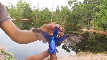 MEMIKAT BURUNG SERINDIT DAN BETET, MALAH DAPAT BURUNG INI!!!