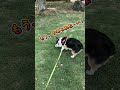 リリィ芝生ゴロゴロ #Shorts #旅 #automobile #車中泊の旅 #コーギー #犬