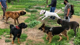 Dogo Argentino, Fila brasileño, Mastin Napolitano, Rottweiler, Pastor Alemán