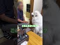 イタズラ好きの超大型犬を一瞬で良い子にさせる祖父 #shorts