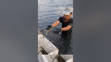 Crayfish _ Cảnh Này Chỉ Có Ở Miền Tây Mò Tôm Càng #shorts #crayfish #tom