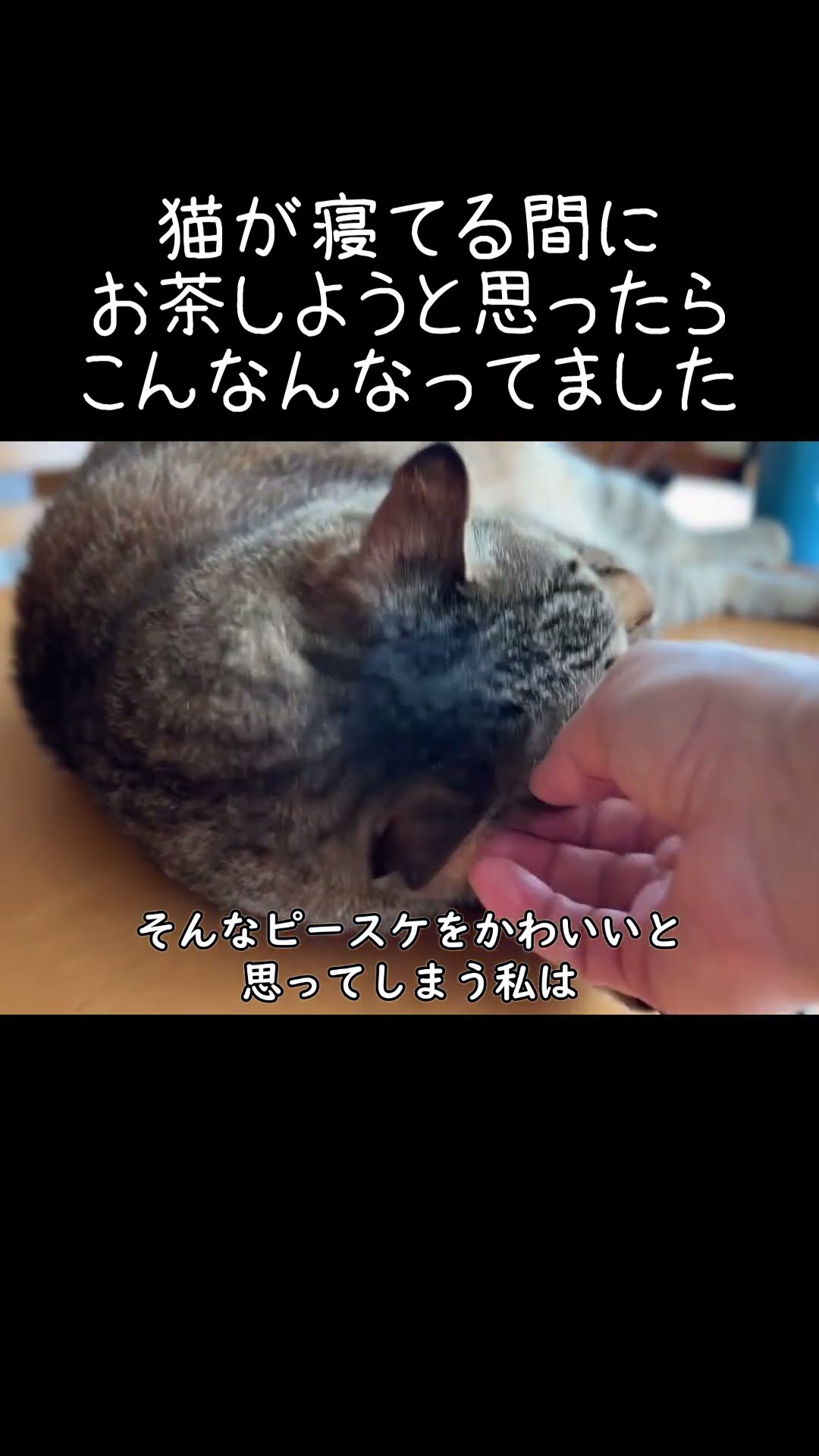The stray cat who won't let Dad relax【Peaceke the former stray