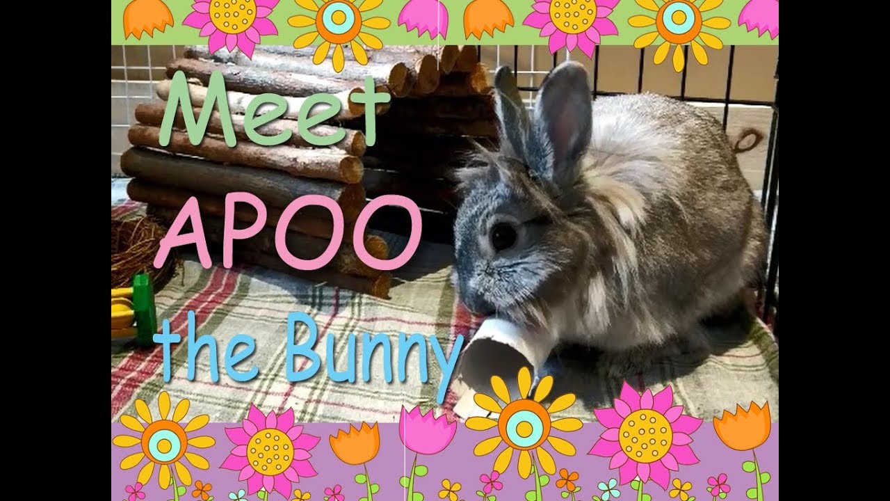 Apoo the bunny cannot stop chewing toilet paper roll...
