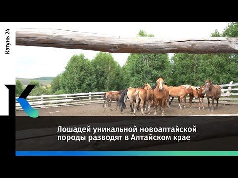 Видео: Алтайская порода лошадей гипоаллергенна, здоровье и продолжительность жизни