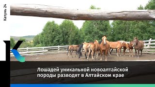 Лошадей уникальной новоалтайской породы разводят в Алтайском крае