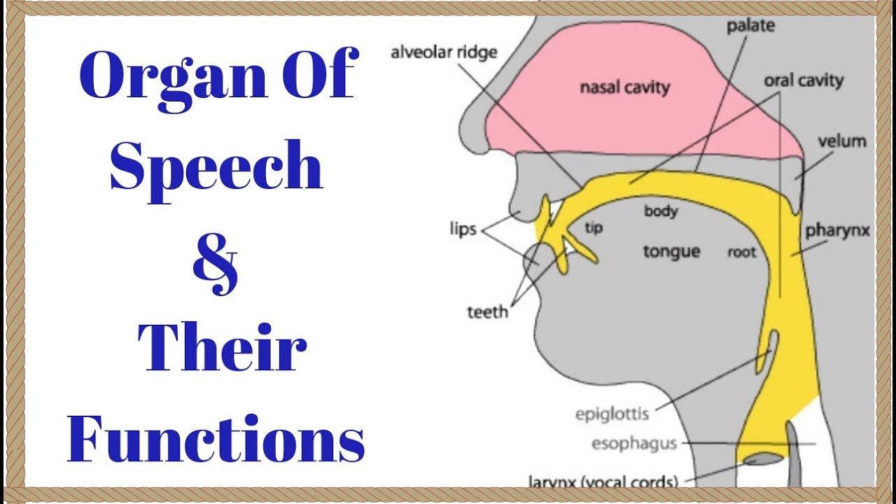 organs of speech