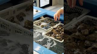 Our very own oyster tank