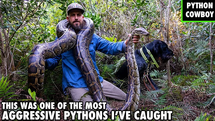 My Python Hunting Dog Was Almost Taken Out By This Giant Python