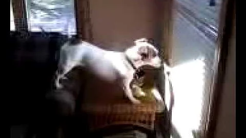 My puppy