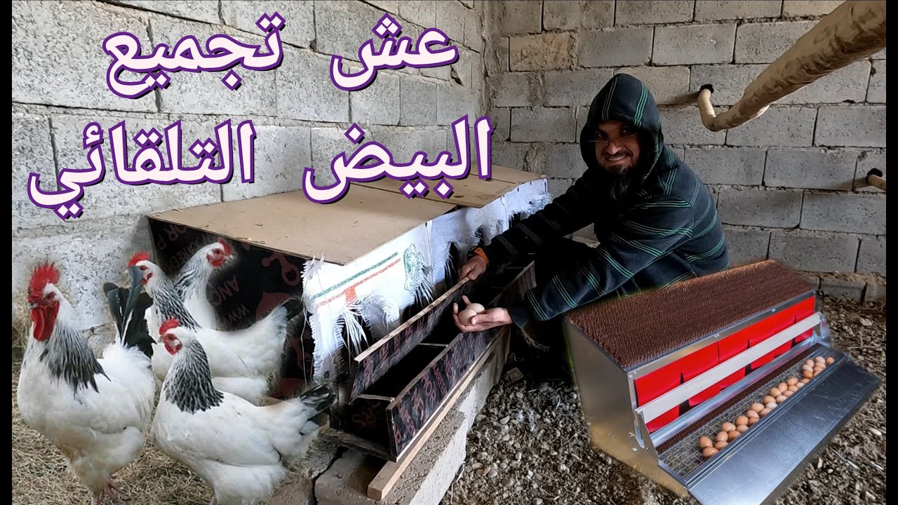 بناء عش دجاج بنظام الدحرجة التلقائية للبيض، افضل طريقة لمنع الدجاج من كسر البيض (174)