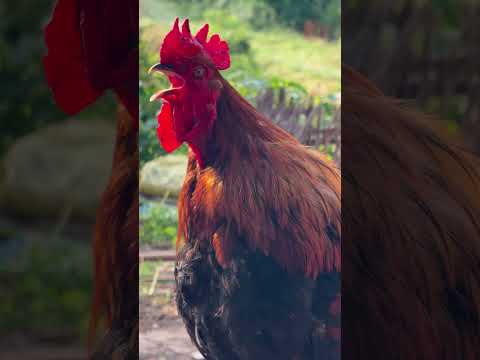 Ayam Berkokok Unik #roostercrowing #ayam #animalsounds