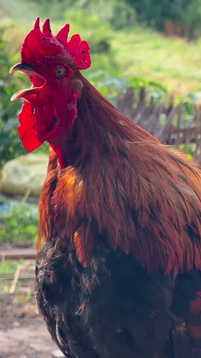 Ayam Berkokok Unik #roostercrowing #ayam #animalsounds