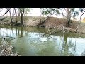 Murray Cod surface fishing, getting the younger generation involved