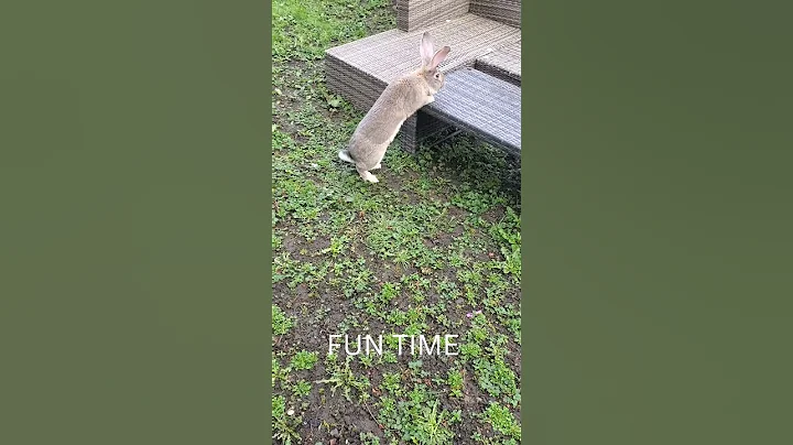 Flemish giant rabbit Peter morning play out 🌅