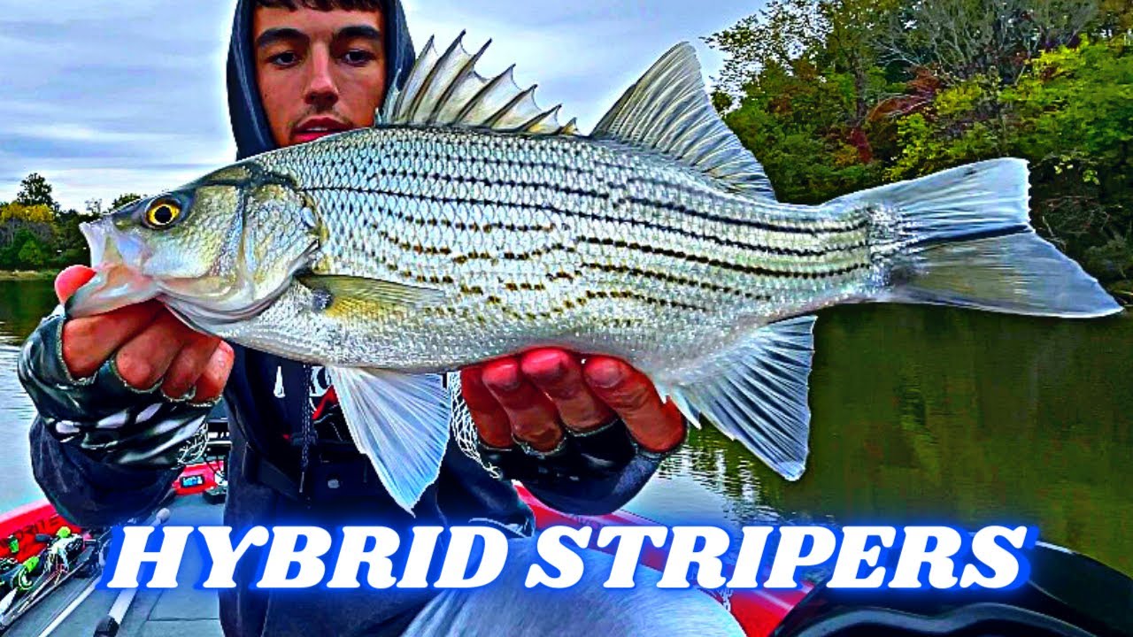 Catching 40+ Hybrid Striped Bass!! Clinton Lake Illinois Fishing
