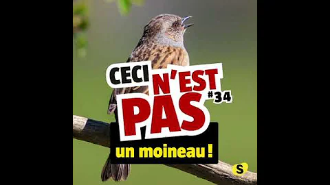 Comment est le moineau ?