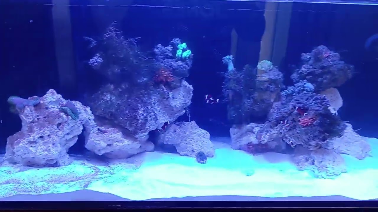 Запуск морського акваріума 300 л.