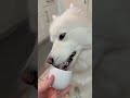 When momma says “we have puppuccino’s at home” and we actually do! 😍 #samoyed #puppy #pupcup #treat