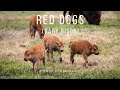 Red Dogs (baby bison) Compilation | Yellowstone National Park