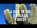 A Hike in the Saguaro Forest