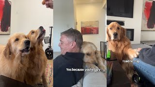 The Sterling And Colin Show | The Funny Golden Retrievers