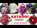 ГЛОКСИНИИ ❤️ КАТАЛОГ моих ЦВЕТОВ