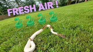 Boa Constrictors, Burmese Python , Pied ball python in the yard for fresh air and interaction . Vlog