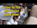 A Day In The Life Of The Lucky Dawgs!