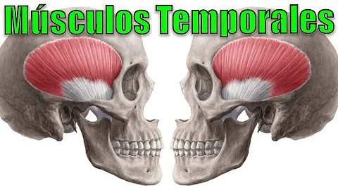 ¿Cómo se clasifica el músculo temporal?