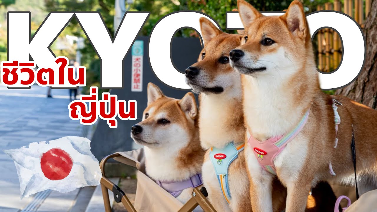 ค่ายาหมาชิบะ หลักหมื่น อยากเลี้ยงหมาต้องดูคลิปนี้!! Vlog 🇯🇵🇹🇭