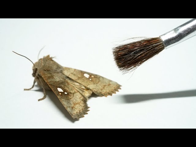 When you remove the moth dust - YouTube