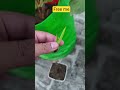 Free me #gardening #gardening #terracegardenindia #organicfarming #garden