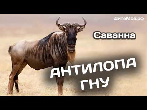 Антилопа Гну. Энциклопедия для детей про животных. Саванна