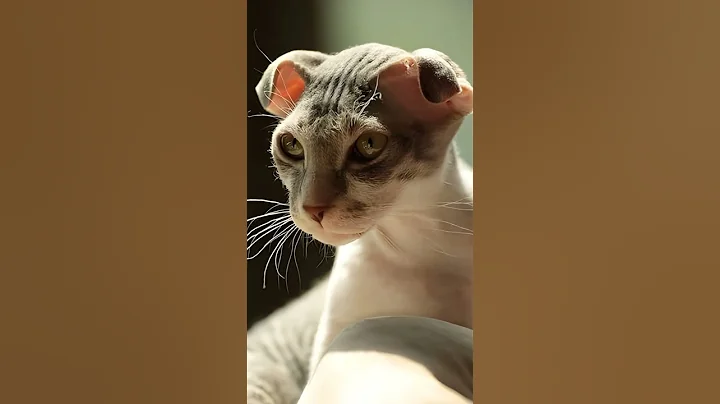 Watch the video about Ukrainian Levkoy Cats 101