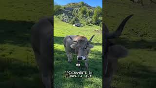 El queso más caro de España #queso #españa #gastronomía #instafood #destapalatapa #comida #asturias