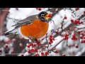 American Robin Song