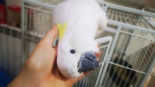 Nigel the crazy cockatoo is  human's best friend  🤗 by NIGEL, THE COCKATOO and family 33 views 4 months ago 9 minutes, 52 seconds