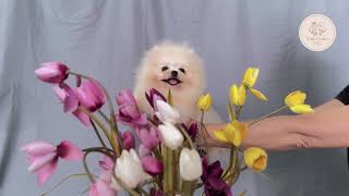 "Jarvis"✨ creamy & dreamy micro teacup Pomeranian #teacuppuppy #microteacuppuppy #pomeranian screenshot 5