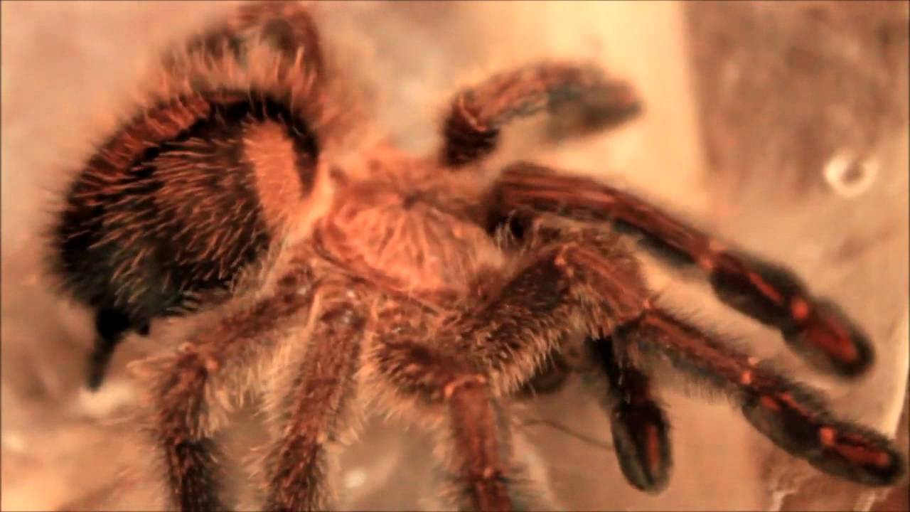 Avicularia Diversipes
