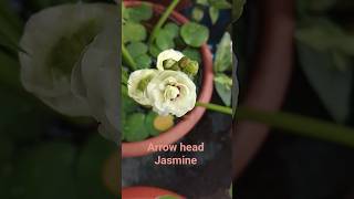 waterplants ✨✨|Arrow head Jasmine #waterplants #flowers #garden #nature
