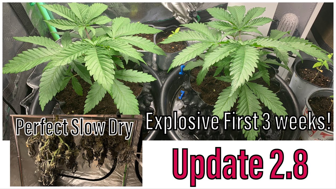 Update 2.8: Ethos XXX taking off, plus the Dos is Dos clones get chopped!