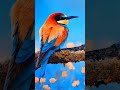 European Bee Eater EuropeanBeeEater ColorfulBirds BirdShorts Wildlife Nature BirdWatching