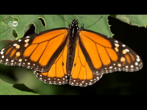 Video: Rückgang Der Monarchfalter In Nordamerika
