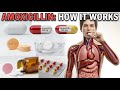How Amoxicillin Works Inside the Body | 3D Medical Animation