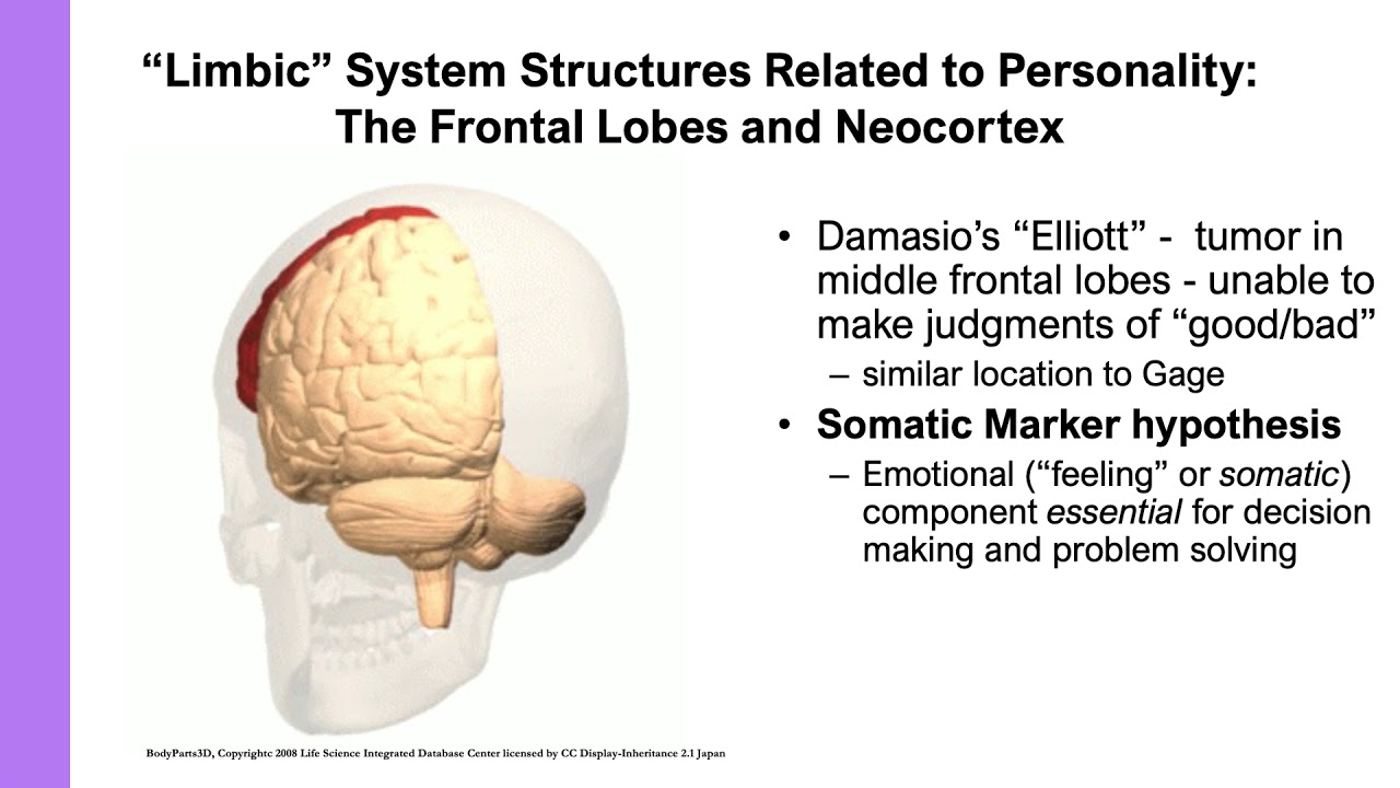 the brain 8