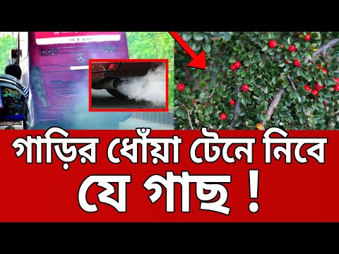 ভিডিও: একটি ধোঁয়া গাছ দেখতে কেমন?